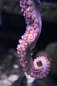violetoctopus
