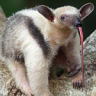 tamandua